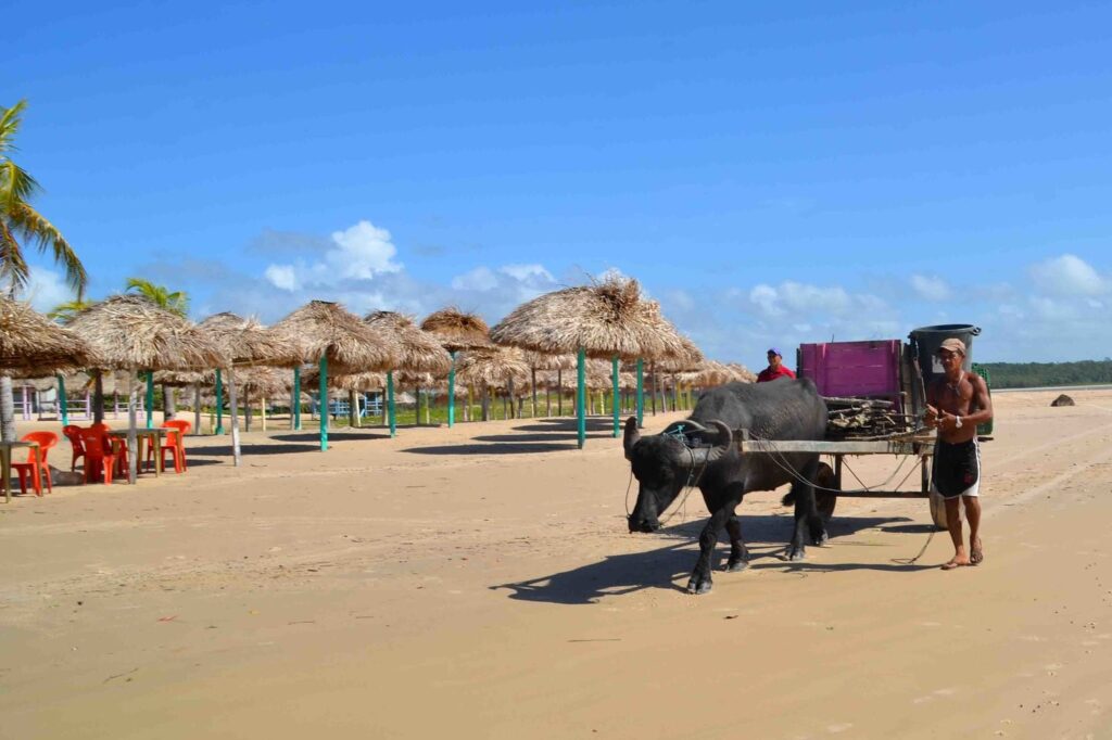 homem à pé conduzindo um búfalo que puxa uma carroça na Praia do Pesqueiro, Soure, Ilha do Marajó. Ao fundo, coberturas de palha provavelmente de propriedade de algum restaurante à beira da praia.