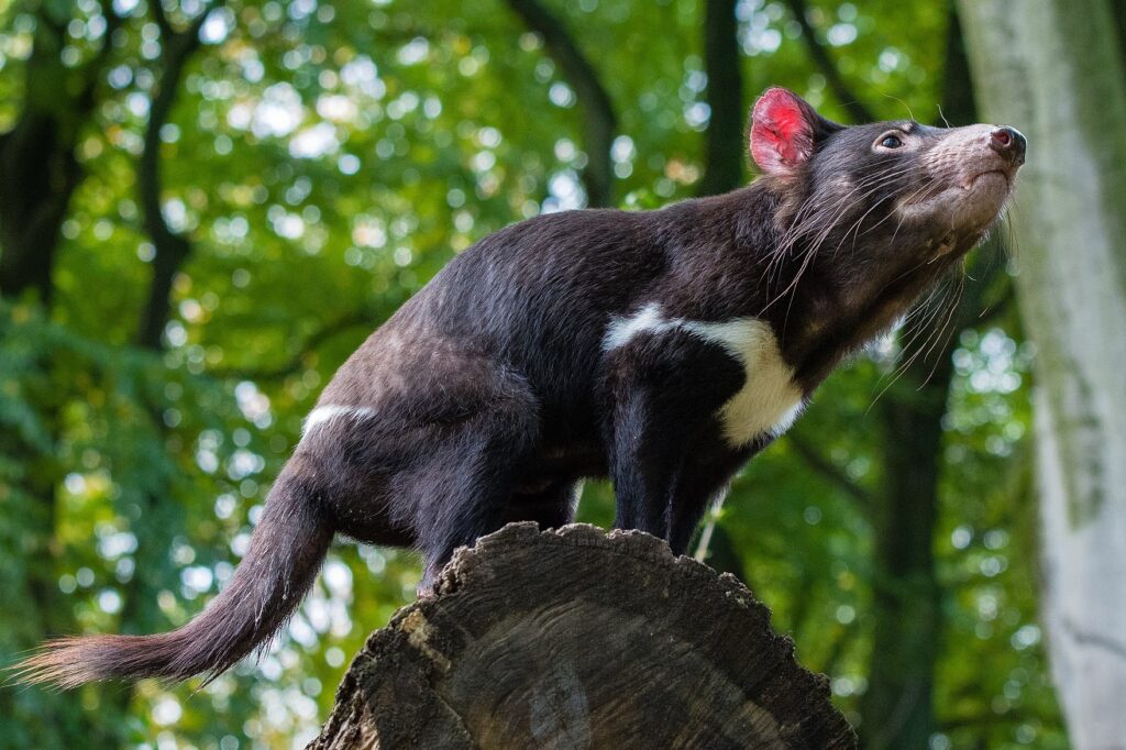 Diabo da Tasmânia sobre um tronco de madeira, fundo da foto coberto por folhas des árvore. O animal é símbolo desta região australiana, muito fotografado pelo turismo na Austrália.