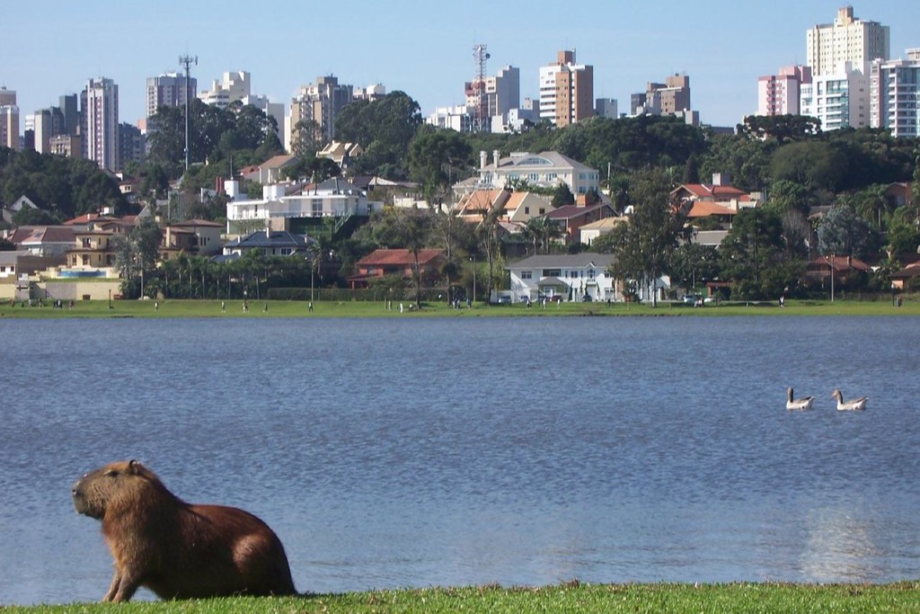 capivara no primeiro plano da foto, no segundo plano da foto o lago do parque birigui e, ao fundo, os prédios da área urbana de curitiba, uma das 10 Melhores Capitais Brasileiras para Morar