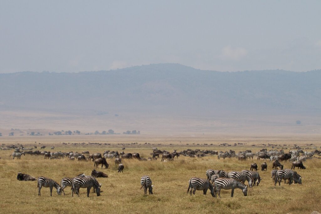 A Cratera de Ngorongoro reunindo manadas de gnus e zebras sobre as savanas, ao fundo as montanhas que cercam a cratera. 