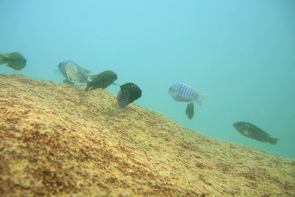 6 Peixes ciclídeos selvagens no assoalho do Lago Malawi. Água em tons de azul turvo, assoalho com tons de amarelo tendendo ao dourado.