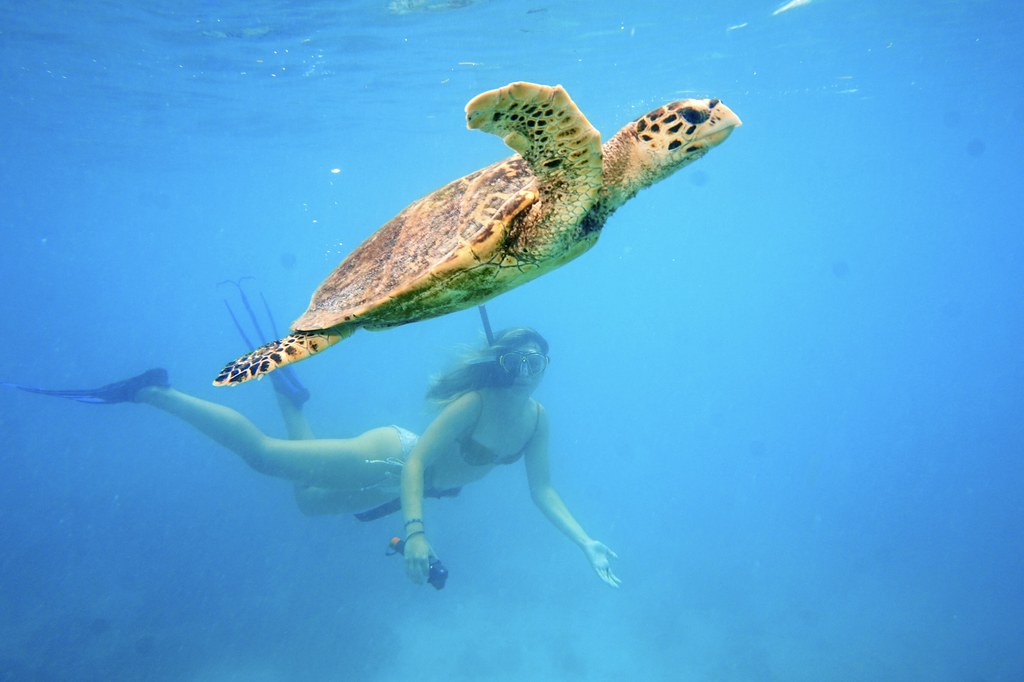 Pessoa praticando mergulho e snorkeling em Praslin, Seychelles, observando uma tartaruga.