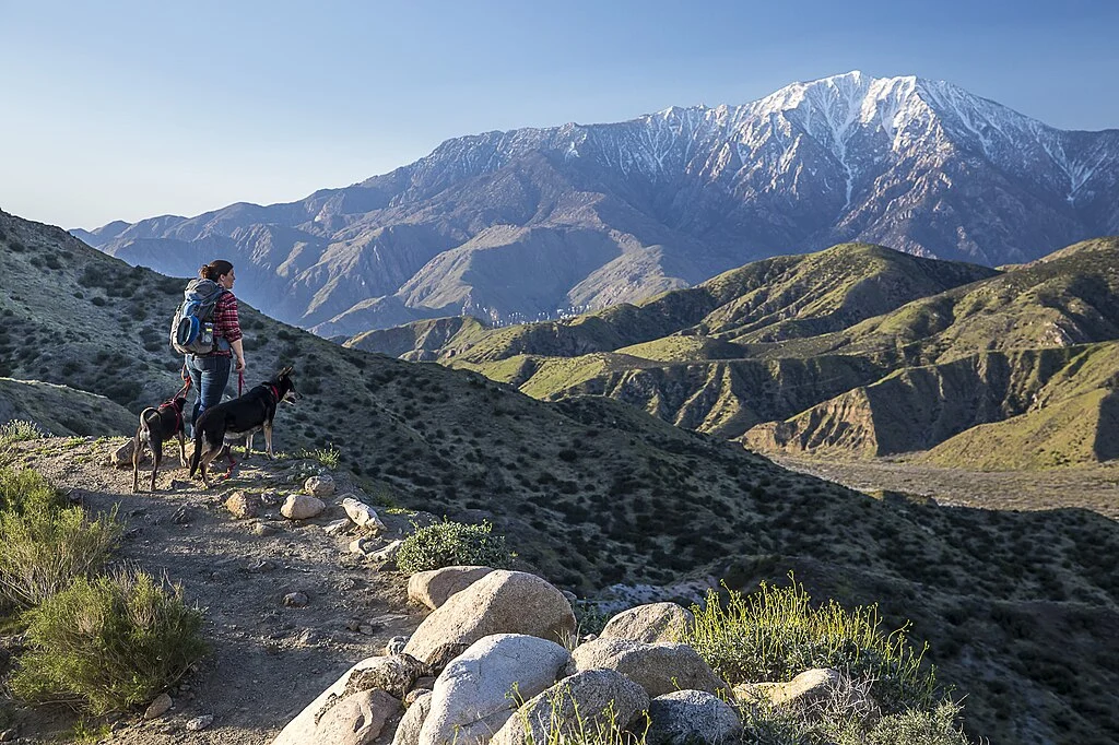 Mulher vestindo camisa xadrez vermelho, branco e azul, calça jeans, mochila de trekking nas costas, acompanhada de dois cães em um ponto de contemplação da natureza na Pacific Crest Trail. A paisagem permite produzir excelente fotografia, um dos motivos para assistir Livre.