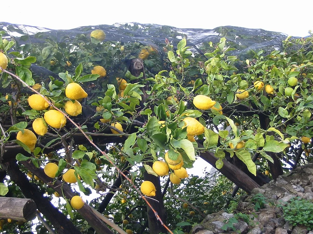 Árvores de limão Siciliano sustentadas por tutores de madeira, proximo a a rochas e cobertas por sombrite preto. Apesar do nome, a origem do limão Siciliano seria na Ásia.